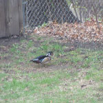 Wood Duck in the backyard
