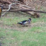 Wood Duck in the backyard