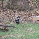 Wood Duck in the backyard